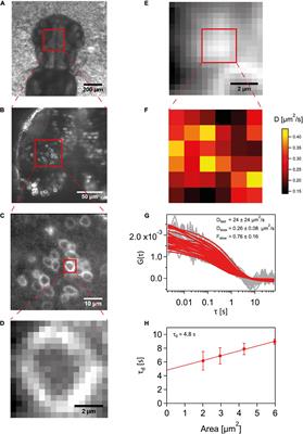 Wnt3 Is Lipidated at Conserved Cysteine and Serine Residues in Zebrafish Neural Tissue